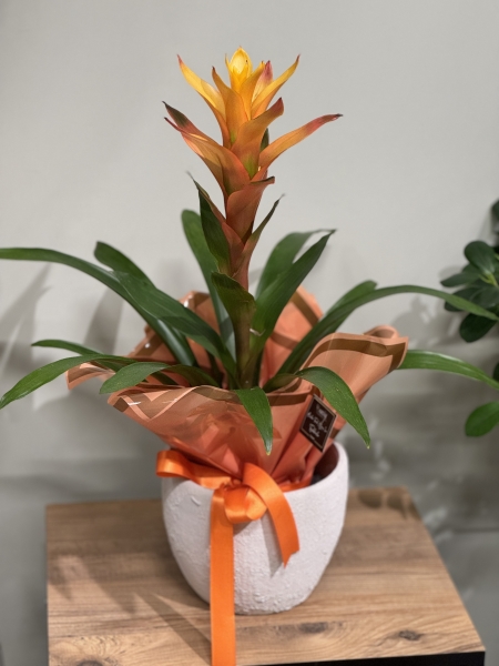 Guzmania Yıldız Çiçeği