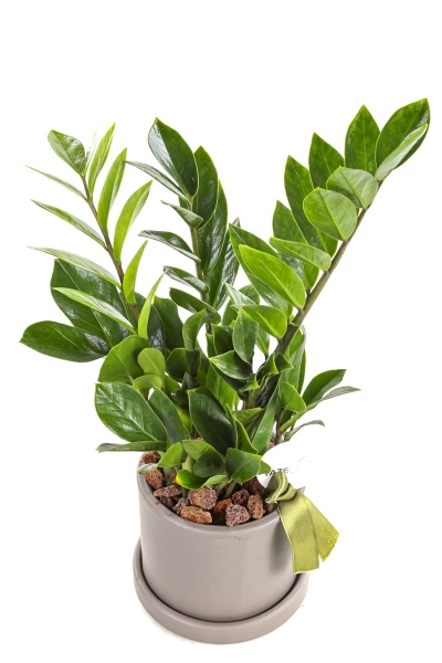 Zamia Bitkisi (Seramik Saksı )