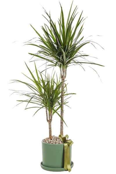 Dracaena Marginata 2 Gövdeli
