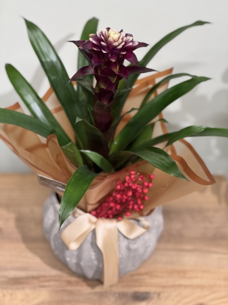 Guzmania Hope ( SAKSILI )