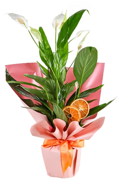 Spathiphyllum