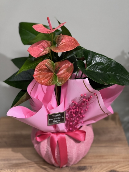 PEMBE ANTORYUM ( SAKSILI )