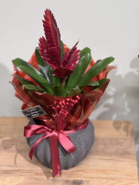 Kırmızı Tillandsia ( SAKSILI )