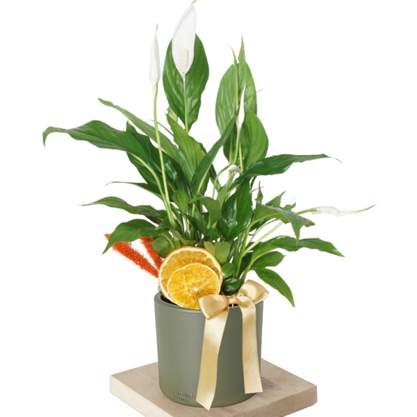 BARIŞ ÇİÇEĞİ ( Spathiphyllum )
