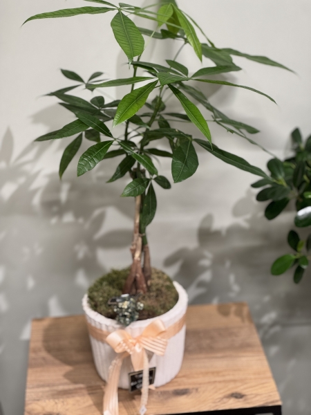 Pachira 55-60 cm