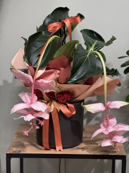 MEDİNE GÜLÜ ÇİÇEĞİ Medinilla Magnifica