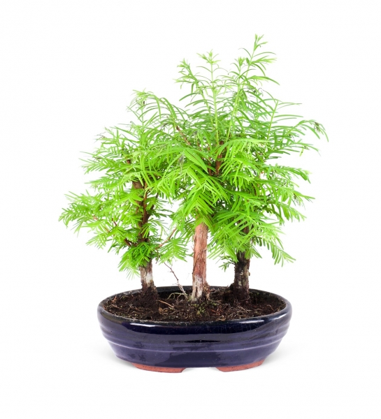 Seramik Lacivert Saksıda Bonsai