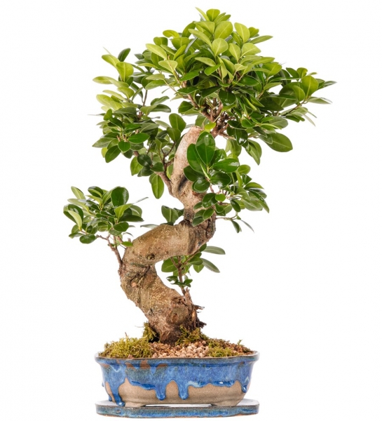 S Gövde Ficus Ginseng Bonsai Tasarım
