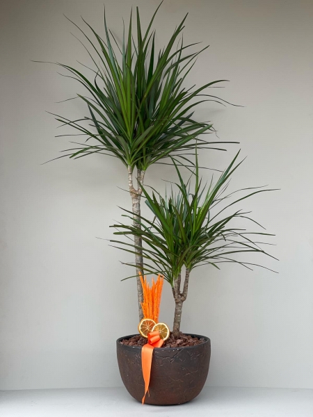 Dracaena Marginata 2 Gövdeli