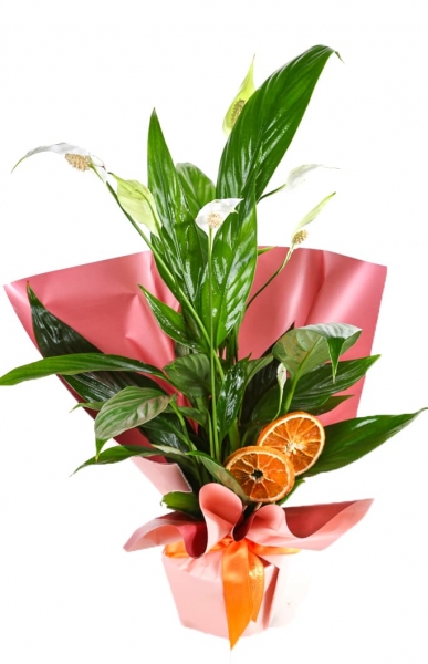 Spathiphyllum