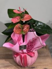 PEMBE ANTORYUM ( SAKSILI )
