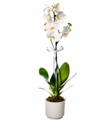 Beyaz Beton Saksıda Beyaz Tekli Phalaenopsis
