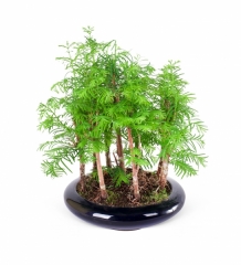 Seramik Lacivert Saksıda Bonsai Metasequoia XL