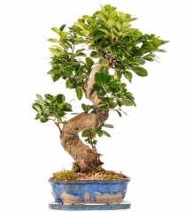 S Gövde Ficus Ginseng Bonsai Tasarım